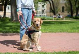 Photo of a service dog